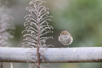 Brown Thornbill Twelve Apostles Motel & Country Retreat Mon, 2/6/2017