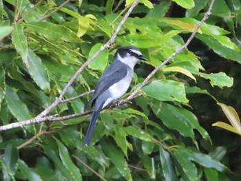 Ryukyu Minivet Amami Forest Police Sat, 5/1/2021