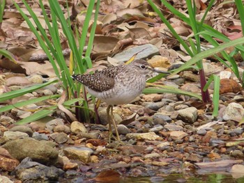 Wood Sandpiper Amami Forest Police Sat, 5/1/2021