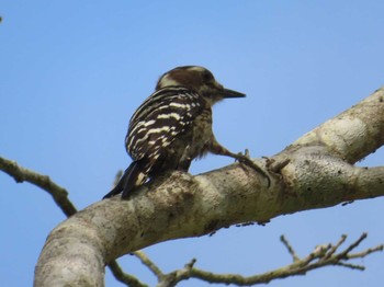 Japanese Pygmy Woodpecker(amamii) Amami Forest Police Sat, 5/1/2021