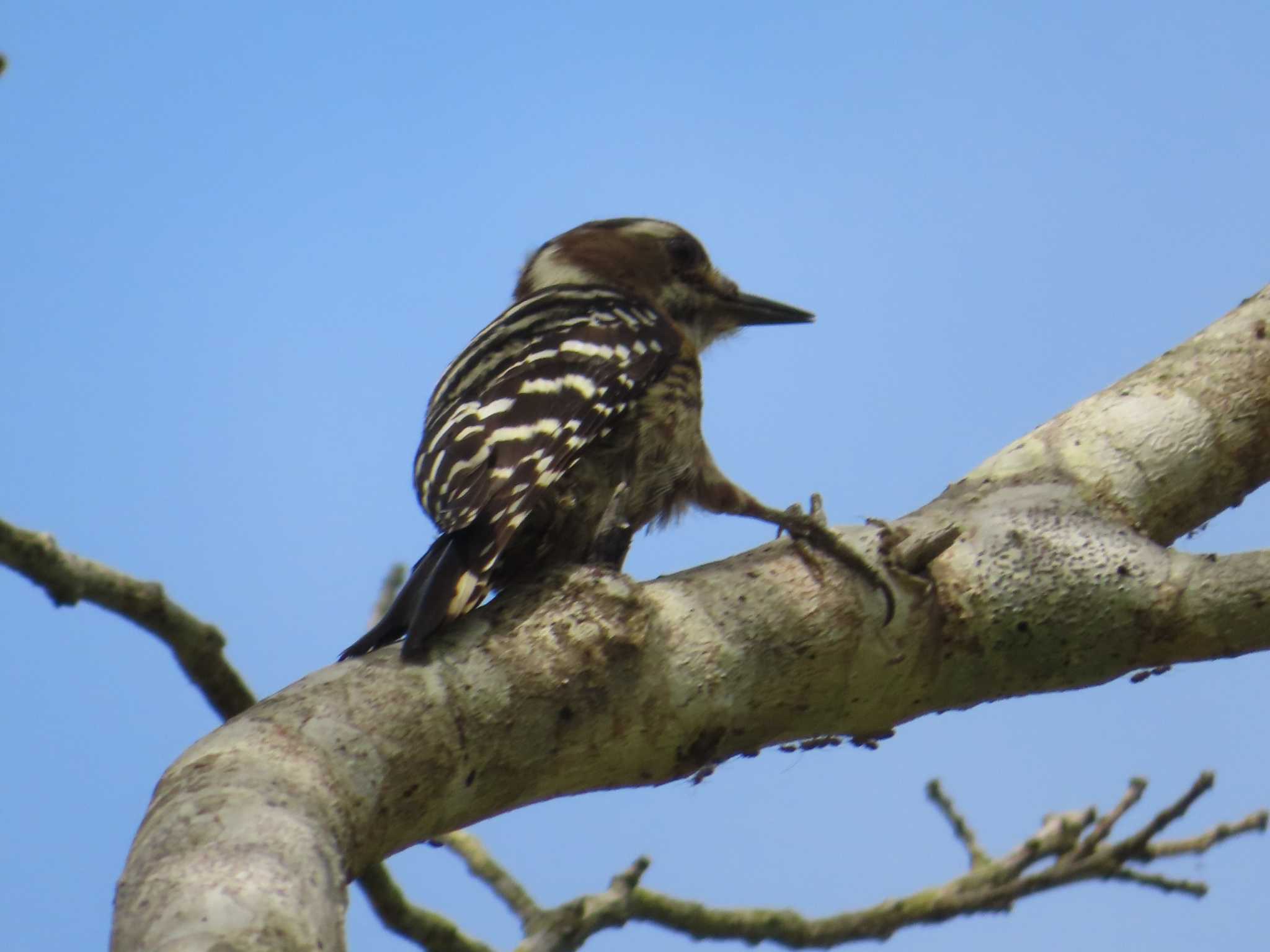 Photo of Japanese Pygmy Woodpecker(amamii) at Amami Forest Police by ゆ