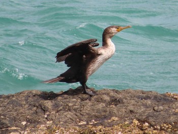 Japanese Cormorant Amami Forest Police Sat, 5/1/2021