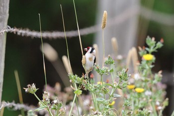 European Goldfinch Twelve Apostles Motel & Country Retreat Mon, 2/6/2017