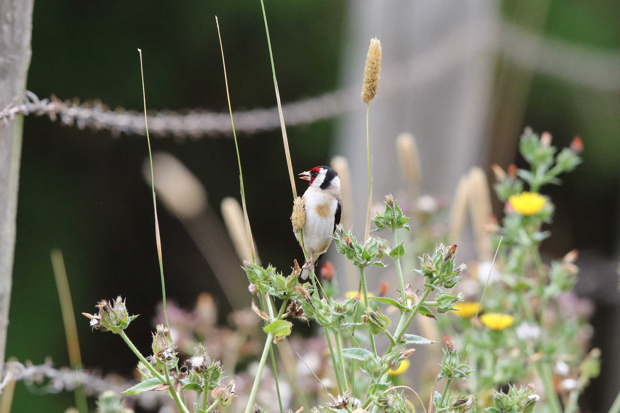 European Goldfinch