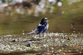 White Wagtail Akashi Park Sun, 2/19/2017