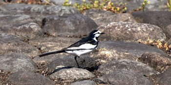 White Wagtail Mizumoto Park Sat, 5/1/2021