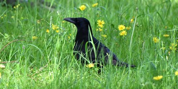 Carrion Crow Mizumoto Park Sat, 5/1/2021