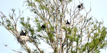 2021年5月1日(土) 水元公園の野鳥観察記録