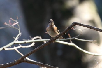 Brambling Akashi Park Sun, 2/19/2017