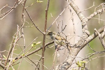 Japanese Bush Warbler 音更川河川敷(十勝) Wed, 4/28/2021