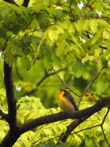 Narcissus Flycatcher Osaka castle park Fri, 4/30/2021