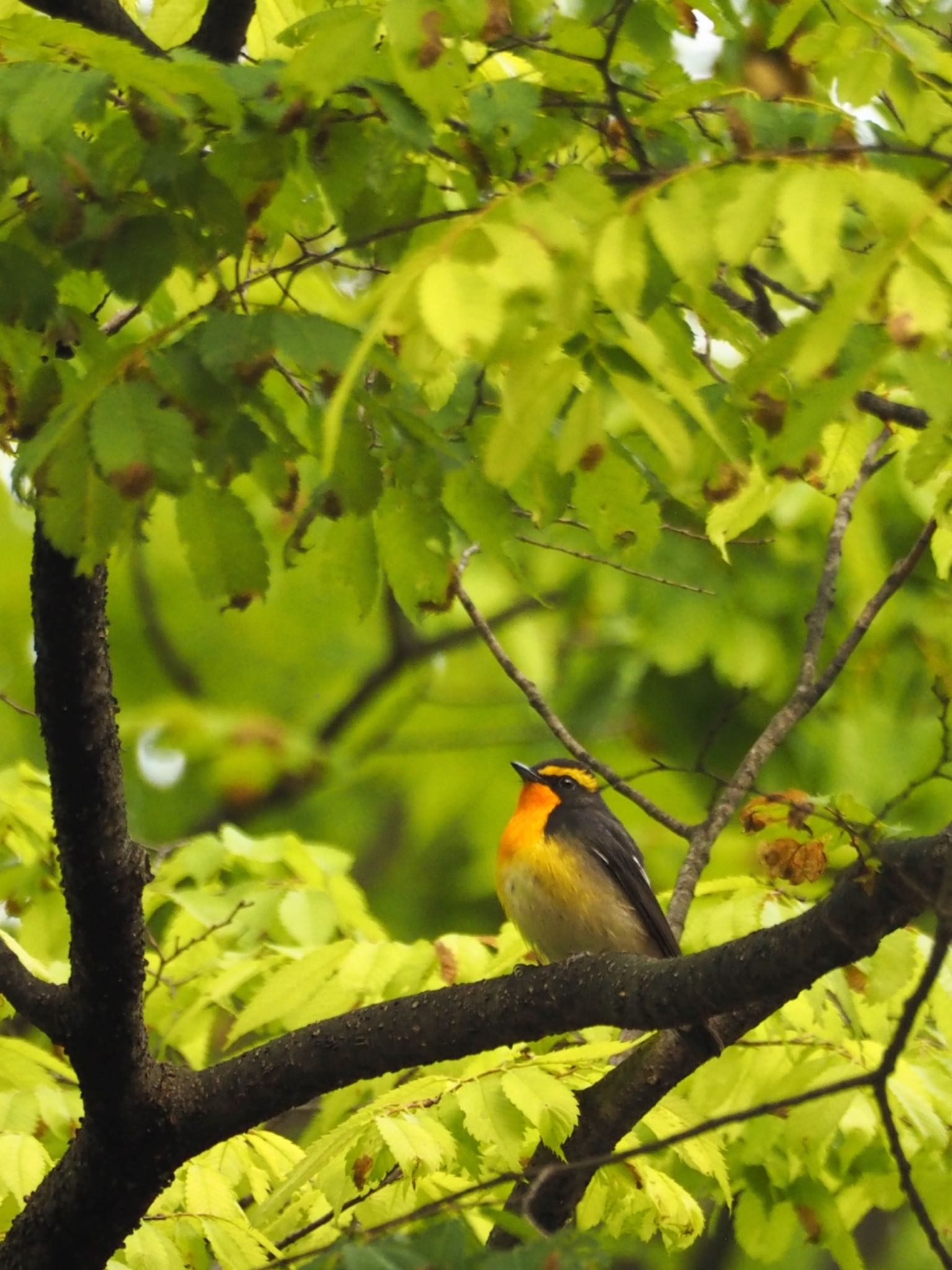 Photo of Narcissus Flycatcher at Osaka castle park by zebrafinch11221