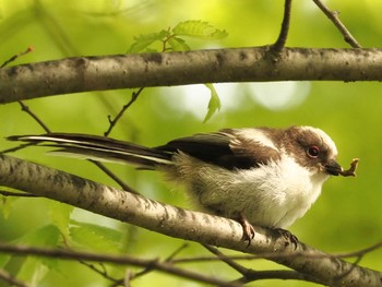 Long-tailed Tit Osaka castle park Fri, 4/30/2021