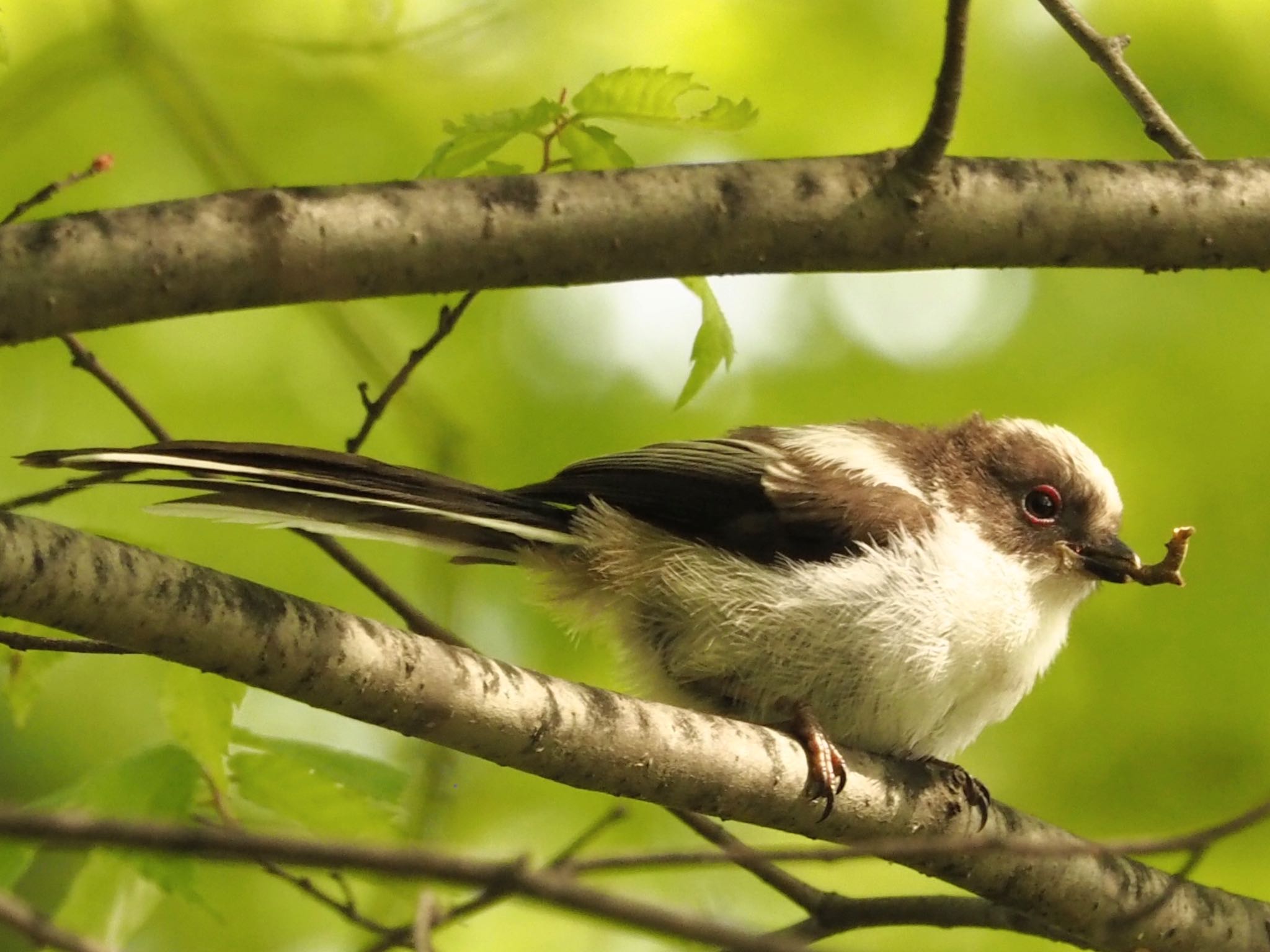 大阪城公園 エナガの写真 by zebrafinch11221