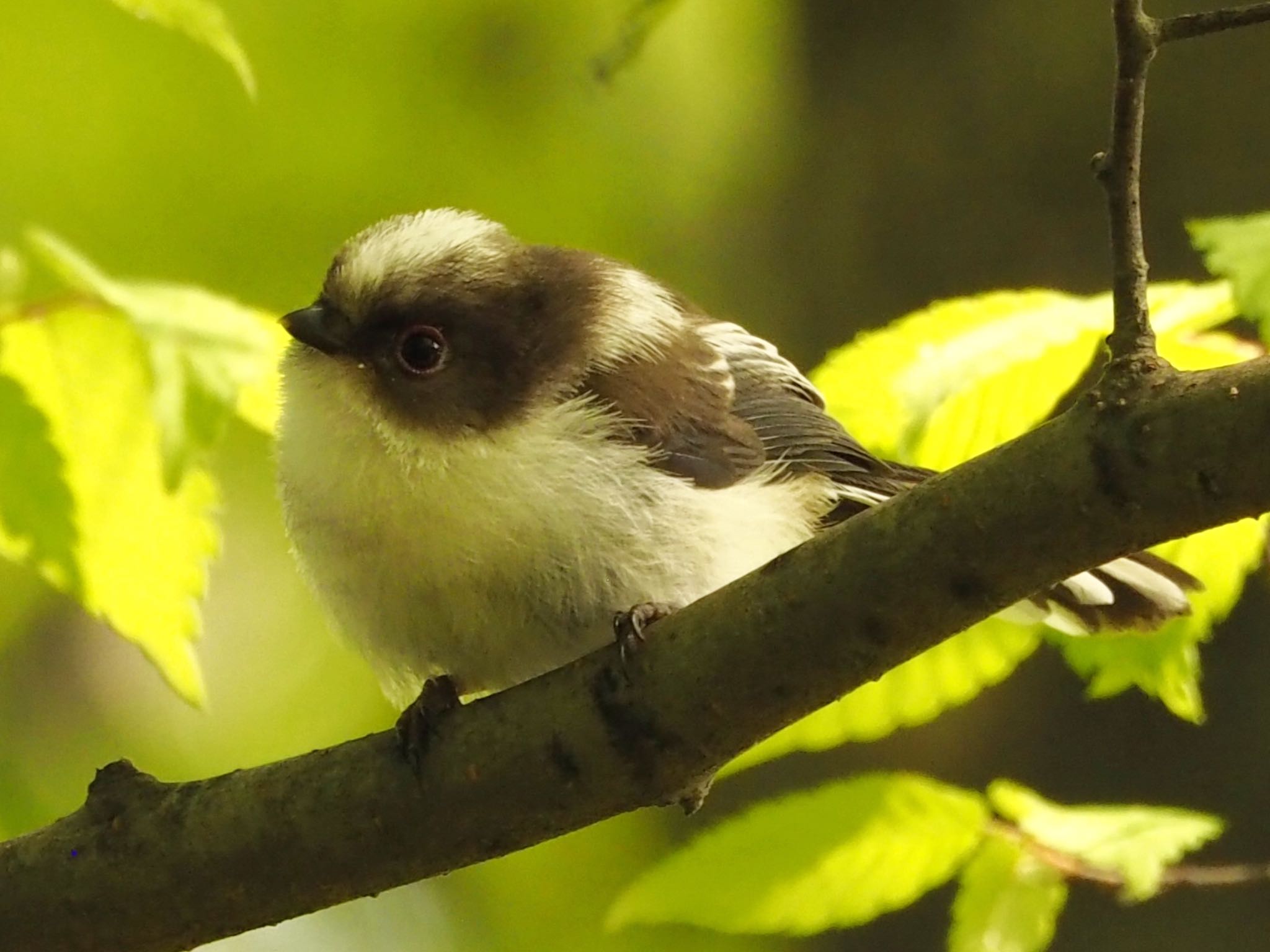 大阪城公園 エナガの写真 by zebrafinch11221