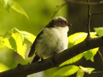 Long-tailed Tit Osaka castle park Fri, 4/30/2021