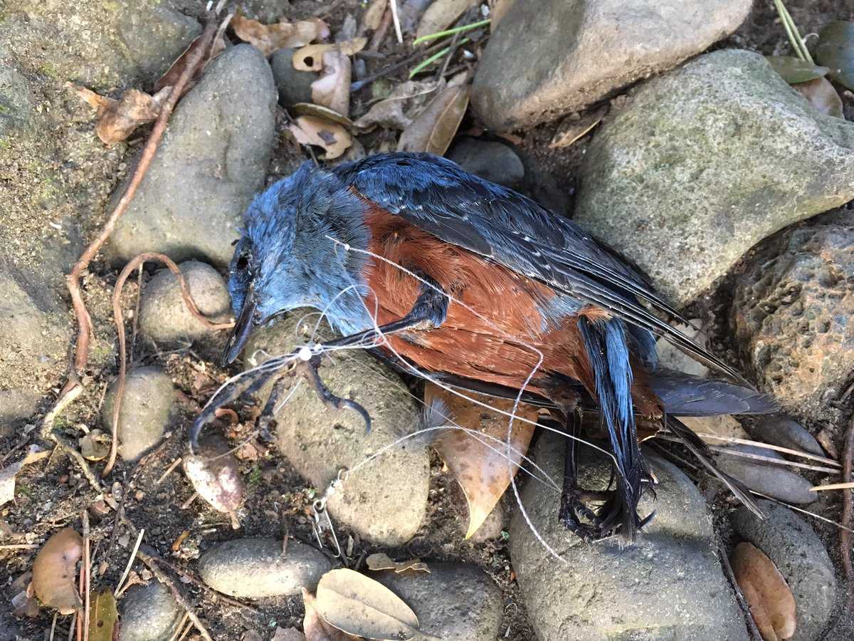 Photo of Blue Rock Thrush at  by natoto