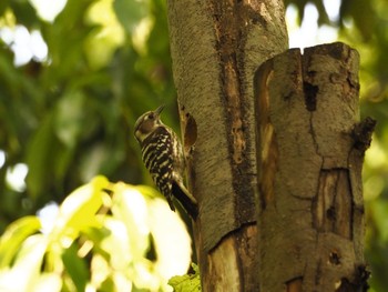 Japanese Pygmy Woodpecker Osaka castle park Fri, 4/30/2021