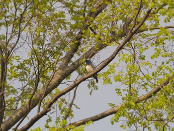 Blue-and-white Flycatcher Osaka castle park Fri, 4/30/2021