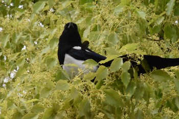 2021年5月1日(土) 天拝山歴史自然公園の野鳥観察記録