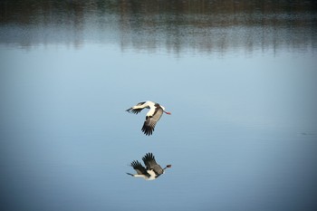 Oriental Stork 鴨池 Sun, 2/3/2013