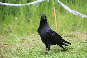 ハシブトガラス 生田緑地 2021年5月1日(土)