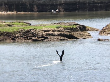 ウミウ 和歌山県田辺市新庄町 2021年4月30日(金)