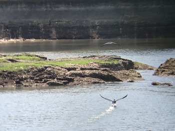 Japanese Cormorant 和歌山県田辺市新庄町 Fri, 4/30/2021