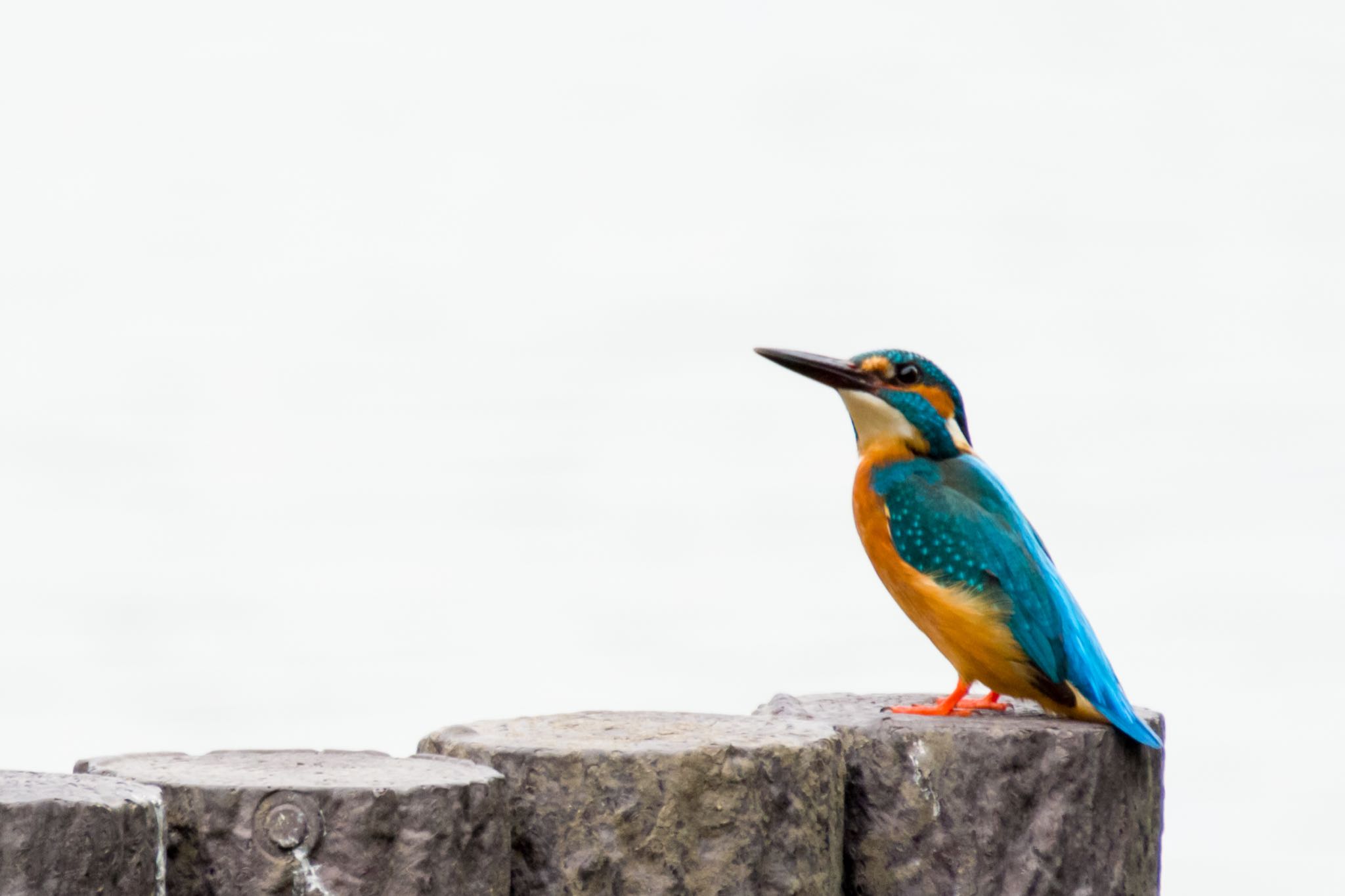 谷津干潟自然観察センター カワセミの写真 by Marco Birds