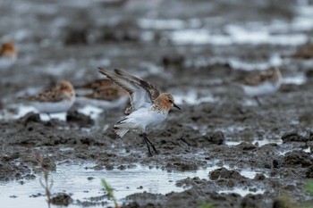 Red-necked Stint Daijugarami Higashiyoka Coast Sat, 5/1/2021