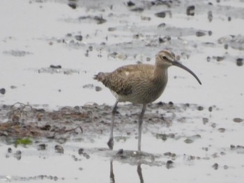 Sat, 5/1/2021 Birding report at Yatsu-higata