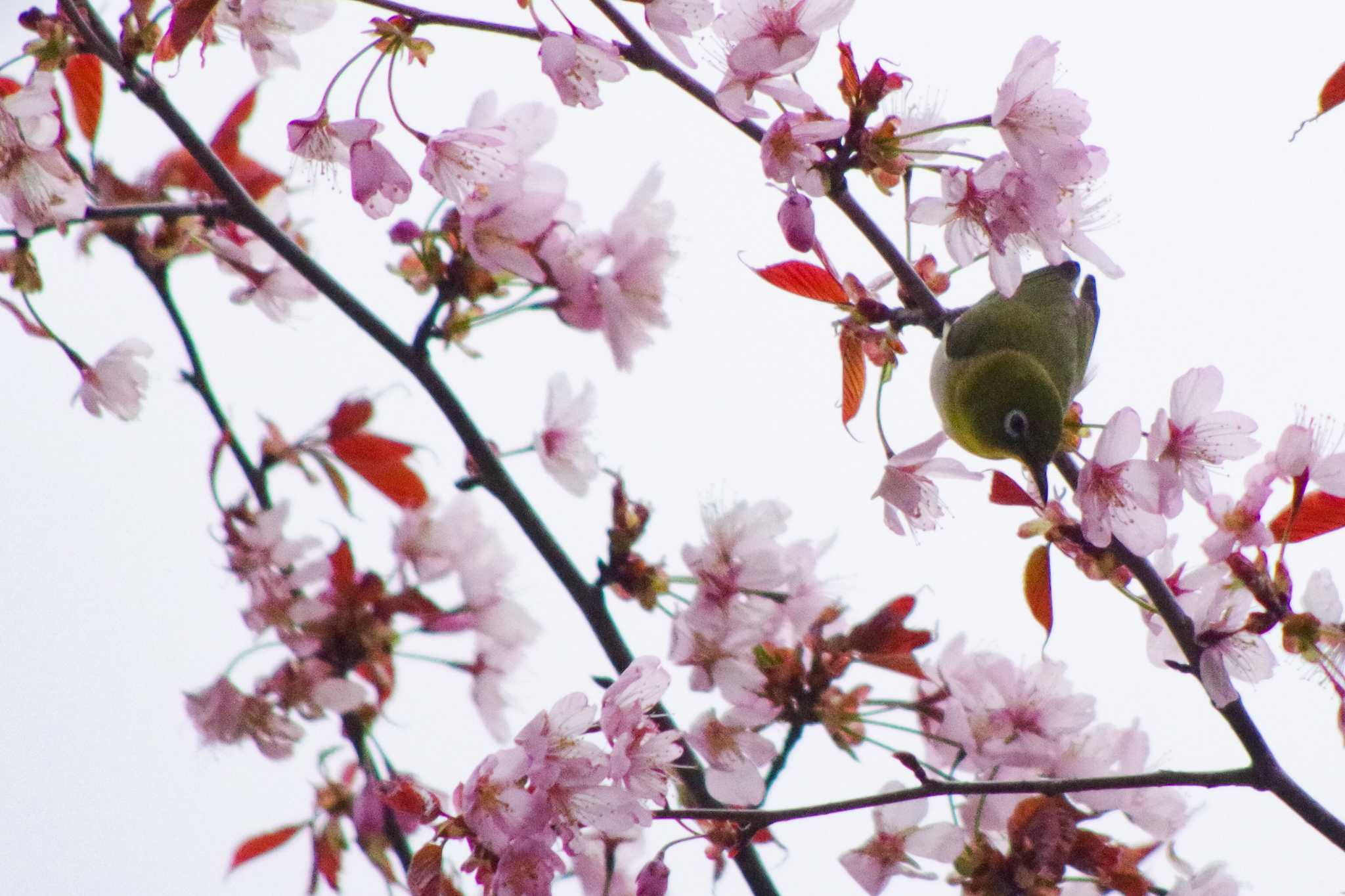 宮丘公園(札幌市西区) メジロの写真 by 98_Ark (98ｱｰｸ)