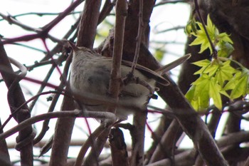 2021年5月1日(土) 宮丘公園(札幌市西区)の野鳥観察記録
