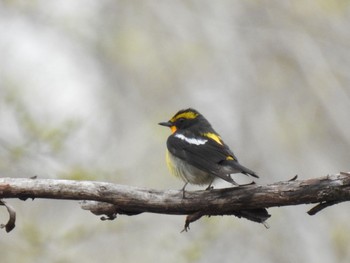 キビタキ 軽井沢野鳥の森 2021年5月1日(土)