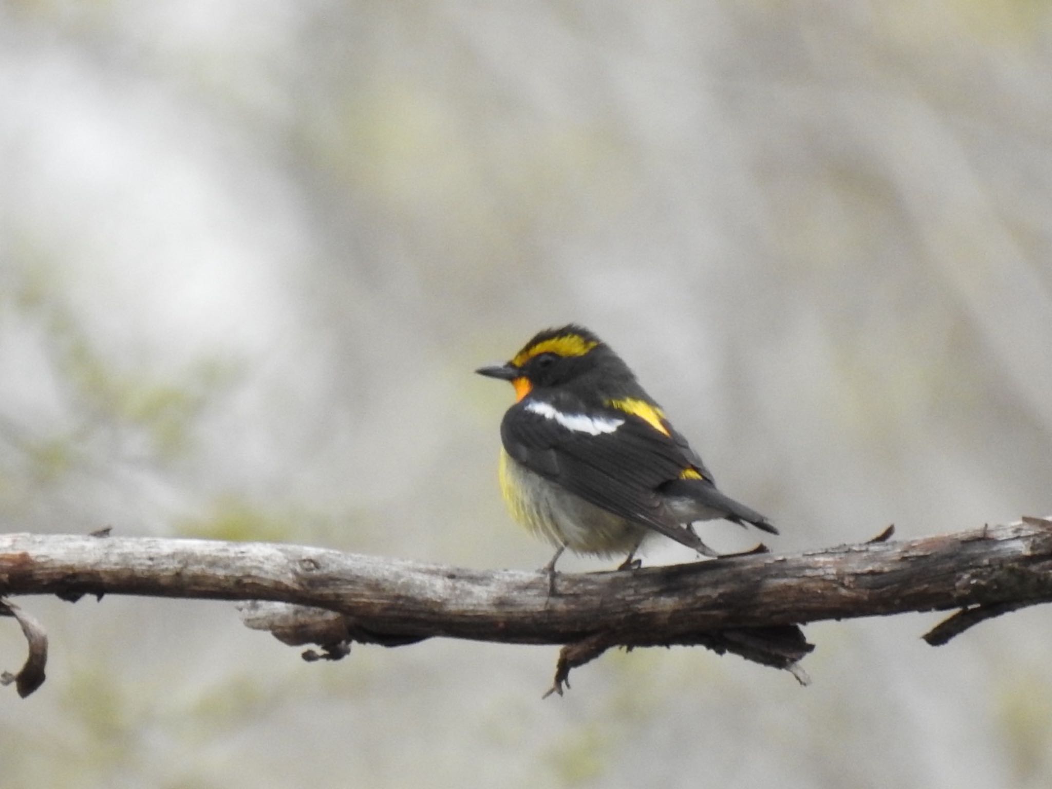 Photo of Narcissus Flycatcher at Karuizawa wild bird forest by da