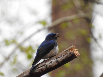 Blue-and-white Flycatcher Karuizawa wild bird forest Sat, 5/1/2021