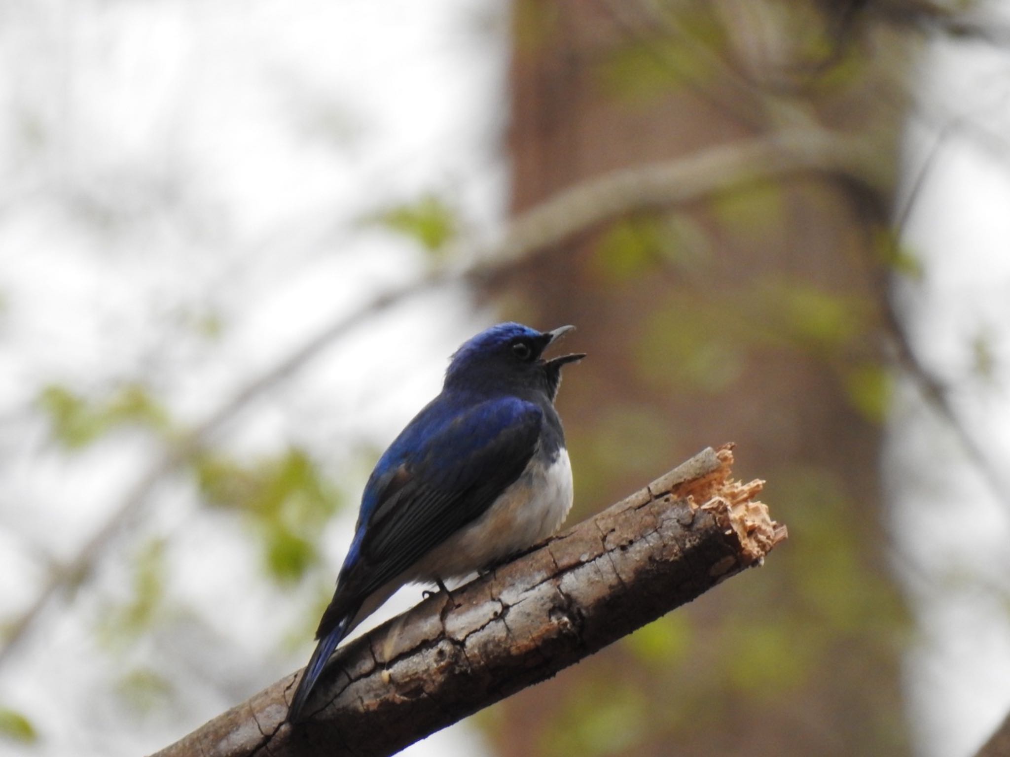 軽井沢野鳥の森 オオルリの写真 by da