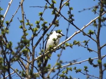 Ashy Minivet Karuizawa wild bird forest Sat, 5/1/2021