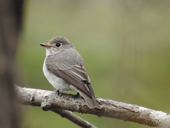 Sat, 5/1/2021 Birding report at Karuizawa wild bird forest