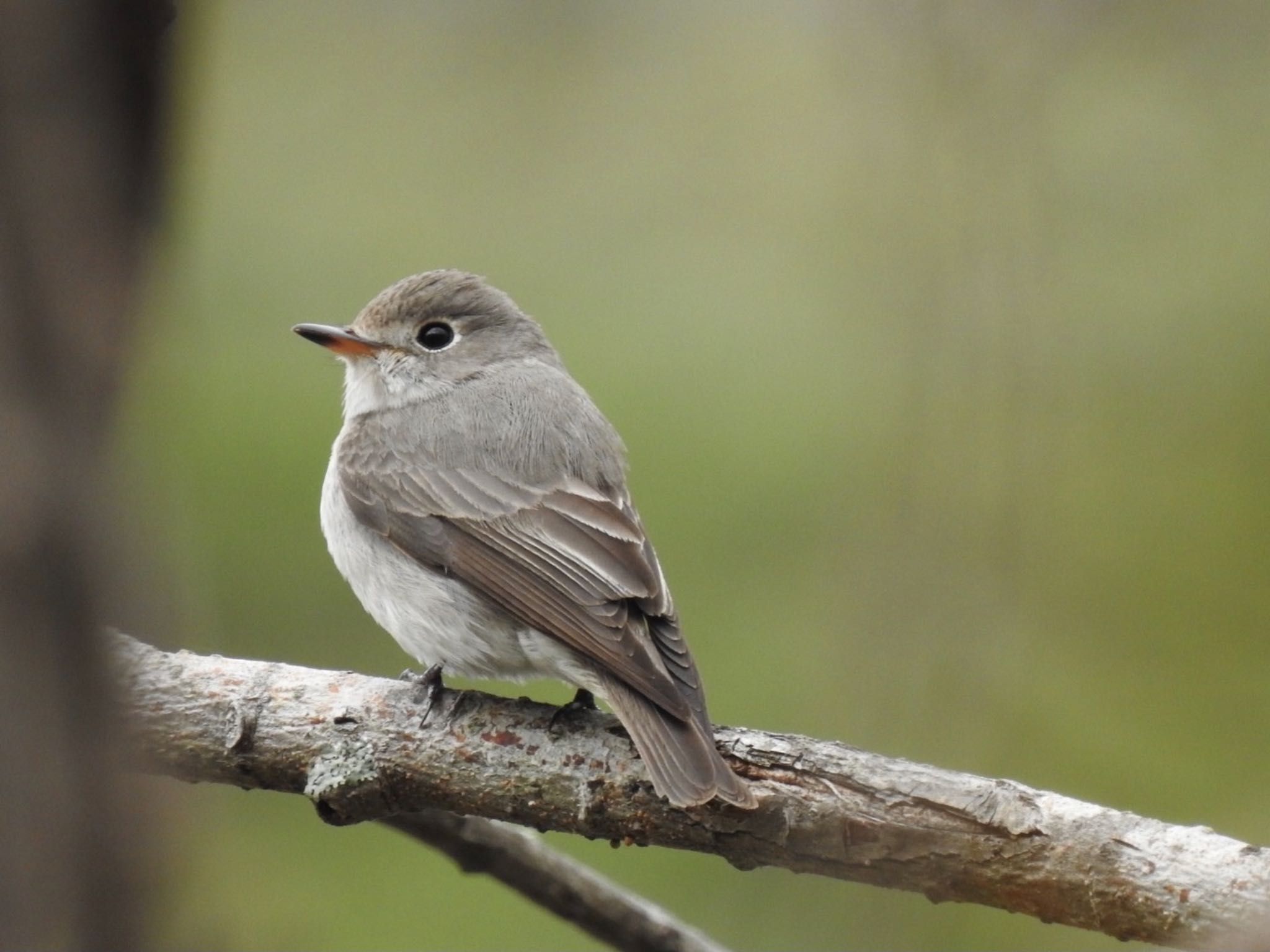 Photo of Asian Brown Flycatcher at Karuizawa wild bird forest by da