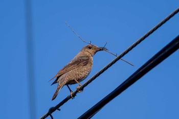 Blue Rock Thrush Unknown Spots Sun, 5/2/2021