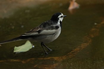 White Wagtail Unknown Spots Sun, 5/2/2021