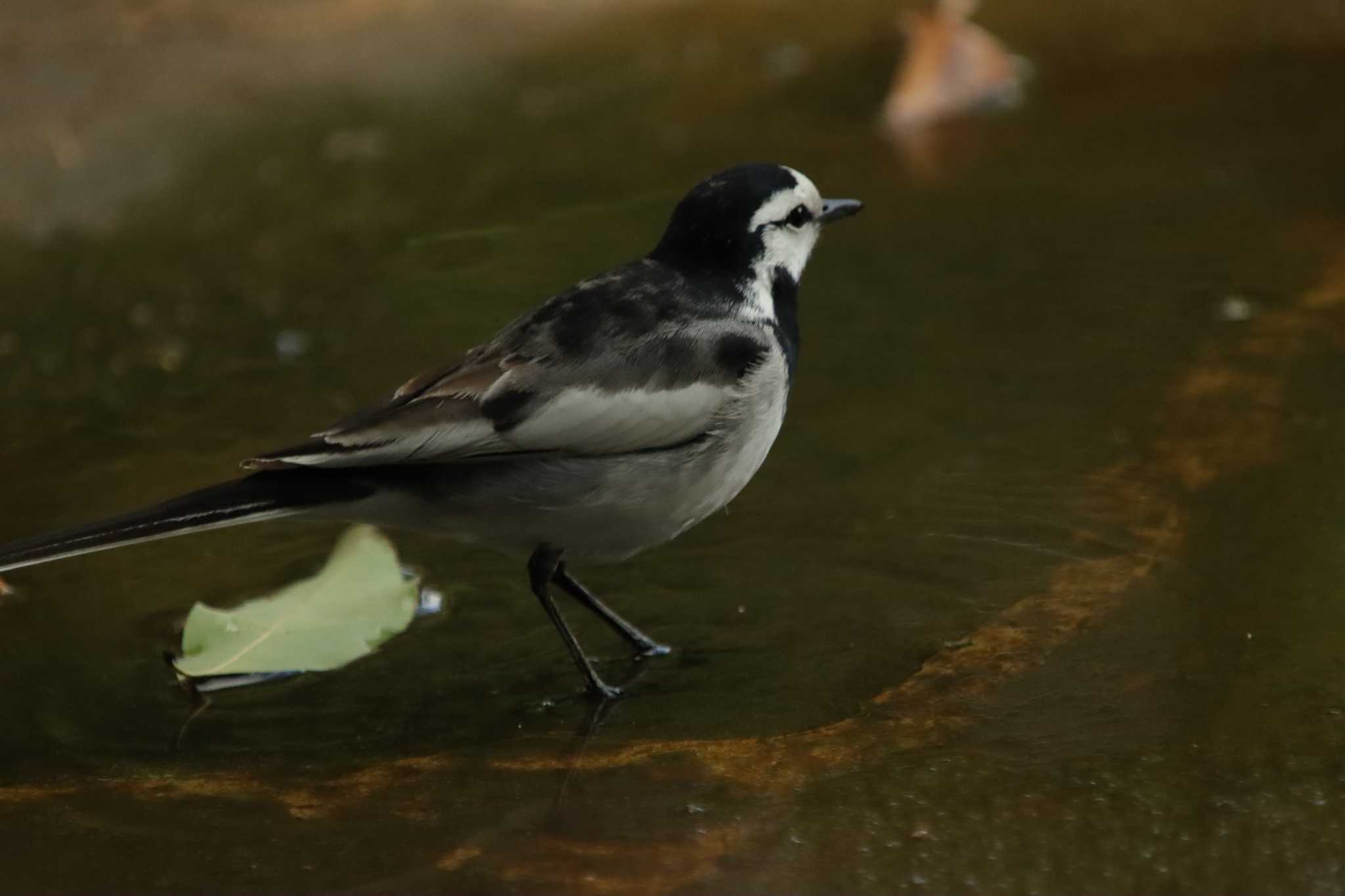 Photo of White Wagtail at  by 蕾@sourai0443