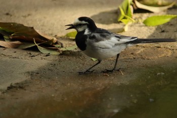 White Wagtail Unknown Spots Sun, 5/2/2021