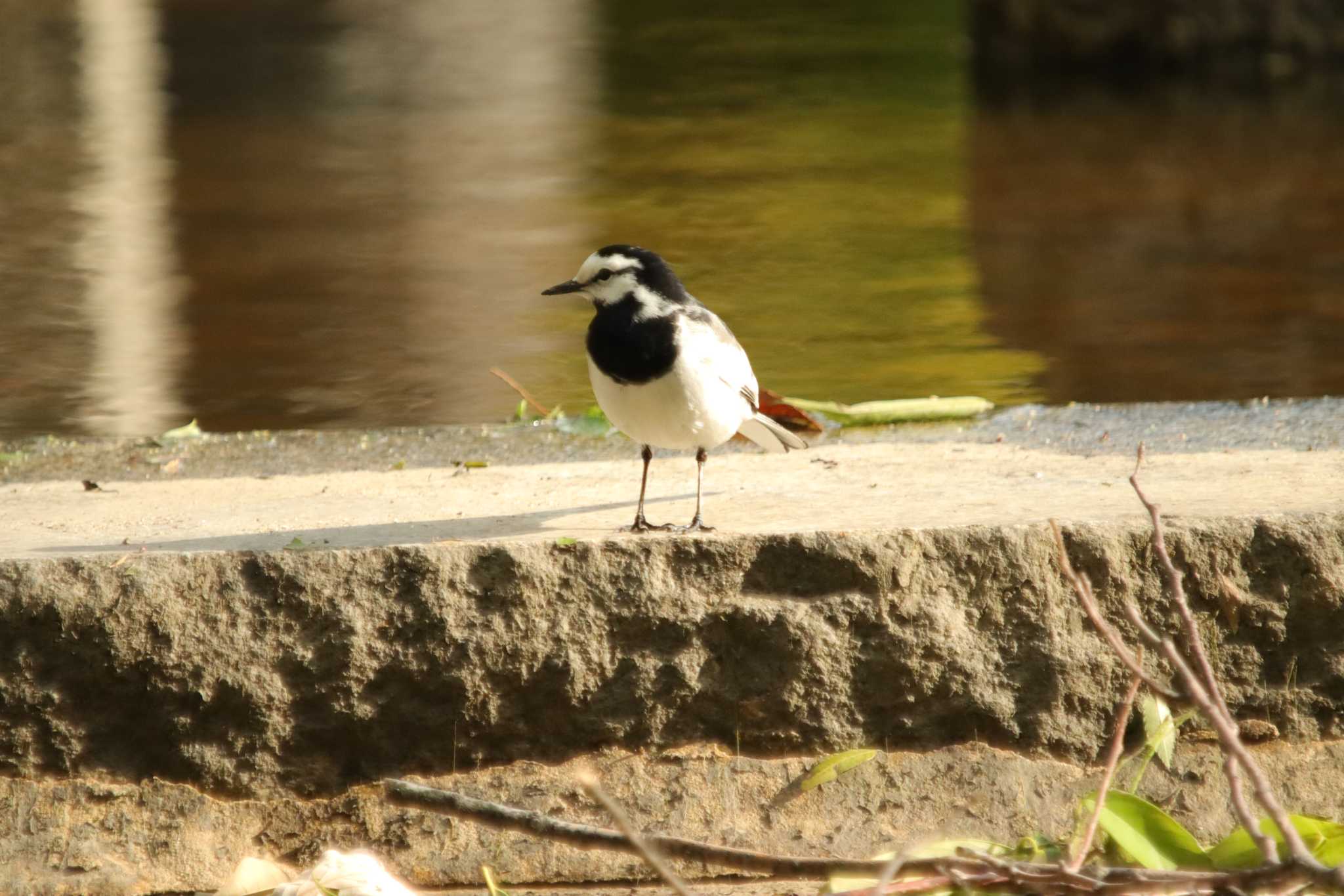 Photo of White Wagtail at  by 蕾@sourai0443