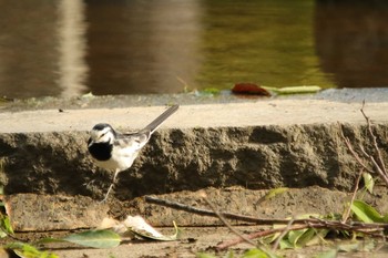 White Wagtail Unknown Spots Sun, 5/2/2021