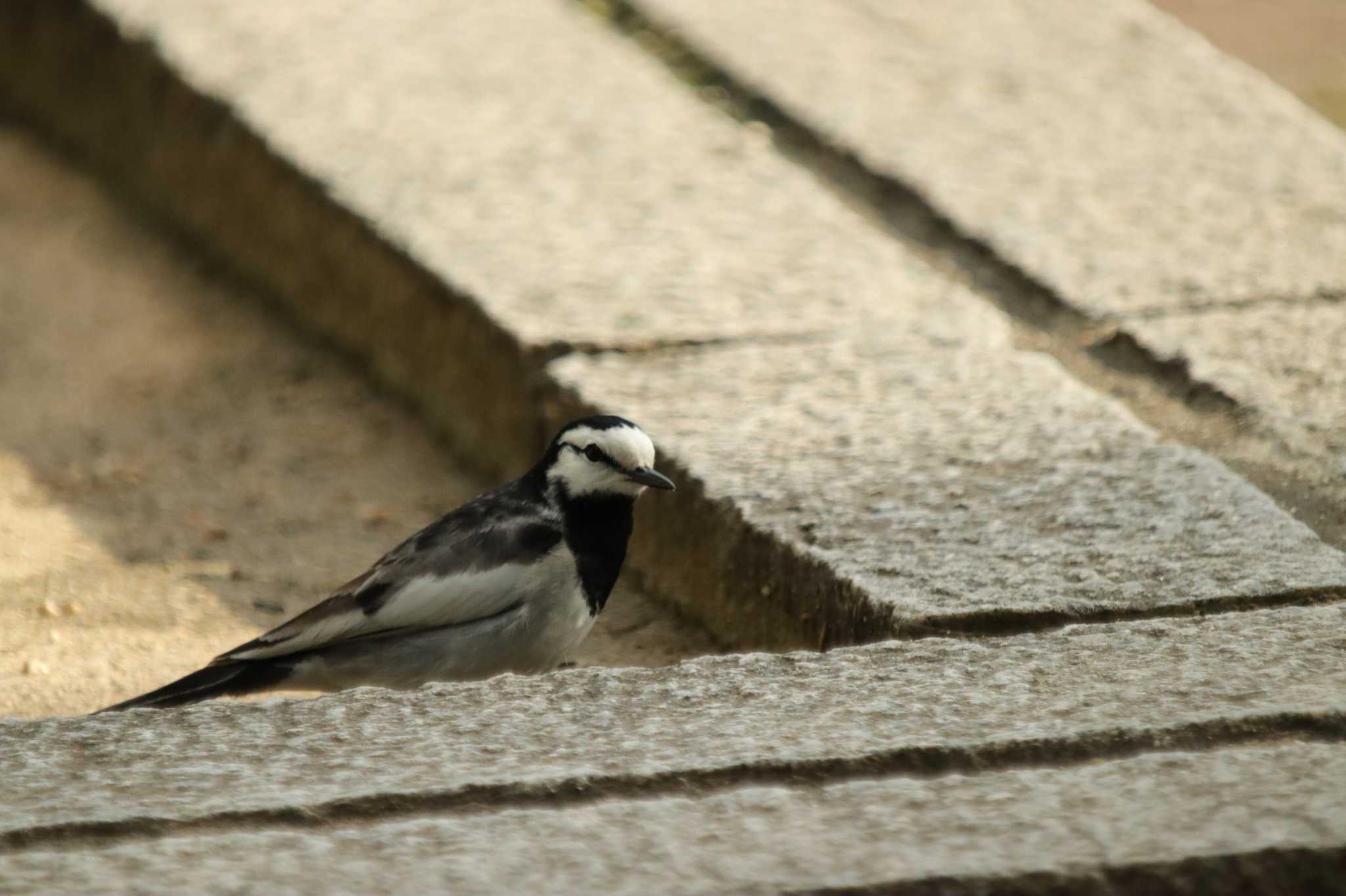 Photo of White Wagtail at  by 蕾@sourai0443