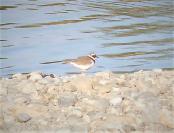 Little Ringed Plover 多摩川 Sat, 4/10/2021