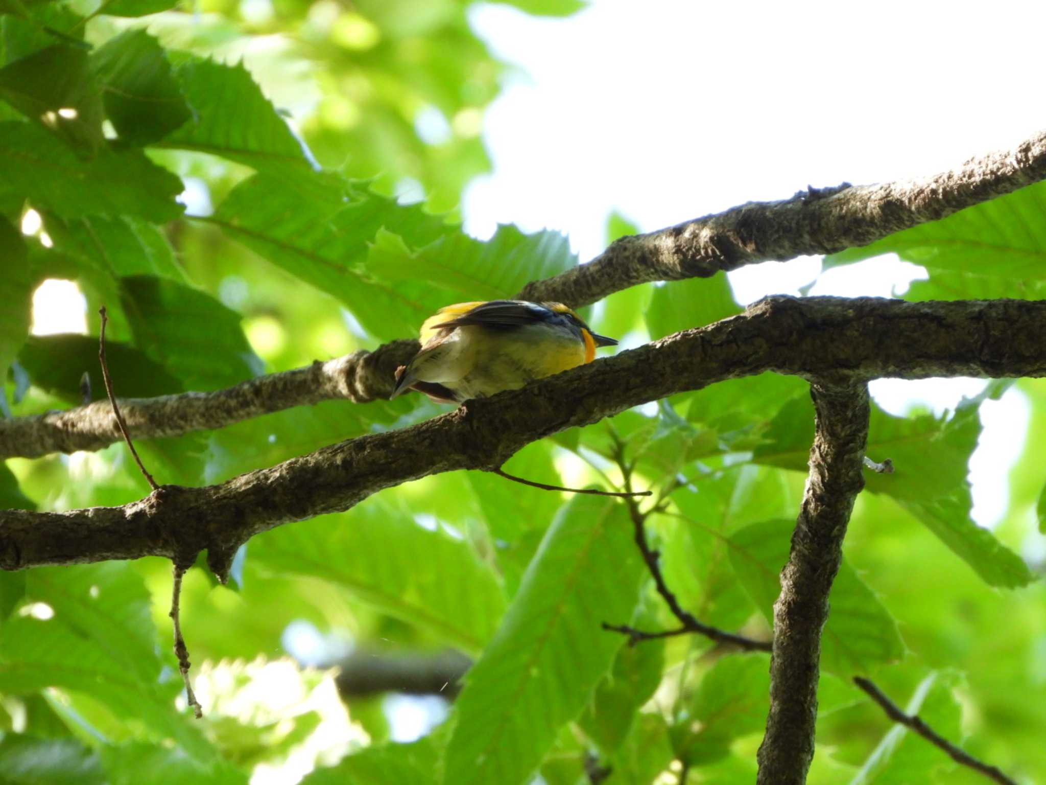 Narcissus Flycatcher