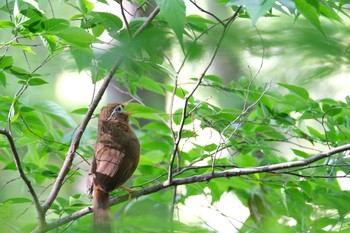 ガビチョウ 東村山 2021年5月2日(日)